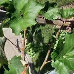 In Im Parterre Mit Garten By Interhome *