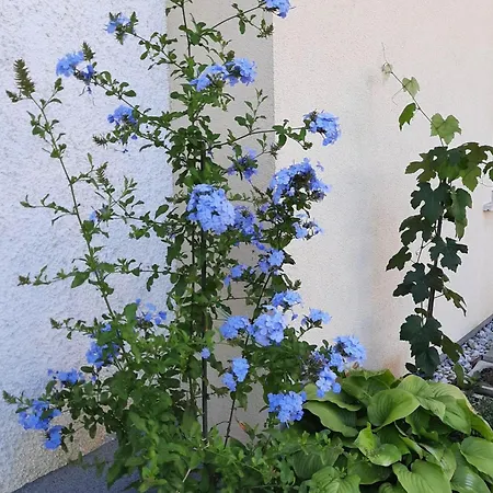 In Im Parterre Mit Garten By Interhome Bük