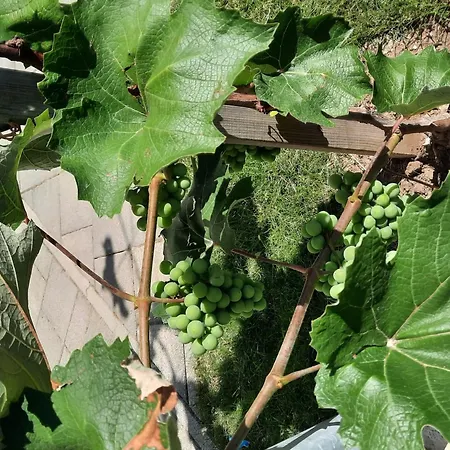 In Im Parterre Mit Garten By Interhome *