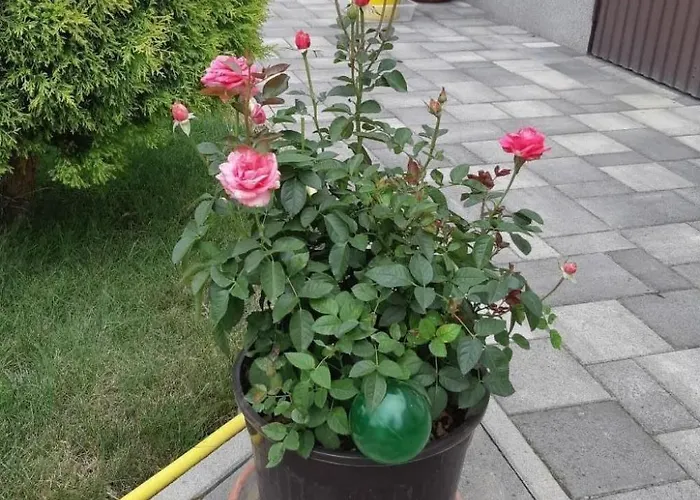 In Im Parterre Mit Garten By Interhome Lägenhet