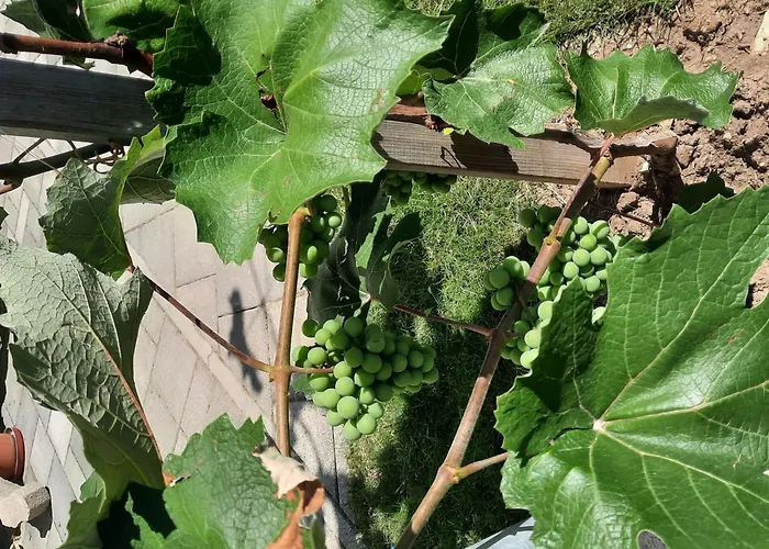 In Im Parterre Mit Garten By Interhome *